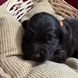 Boy 2 - Liver male Boykin Spaniel puppy in Stapleton, Alabama from Taensas Boykins