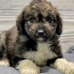 Aussiedoodle and Bernedoodle Puppies from North 40 Doodles