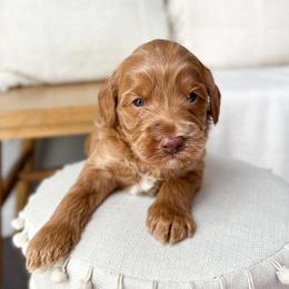 Flower - Caramel male Australian Labradoodle puppy in Palmdale, California from Pixie Doodle Paws