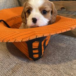 Cavalier King Charles Spaniel Puppies from SHANNON'S CAVALIERS