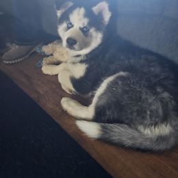 Siberian Husky Puppies from Apple Oak Castle Siberians