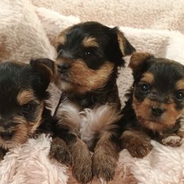 Bernedoodles and Yorkshire Terriers from Ellie's Cute as a Button Yorkies