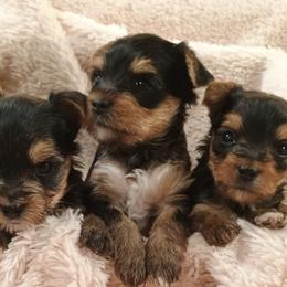 Bernedoodles and Yorkshire Terriers from Ellie's Cute as a Button Yorkies