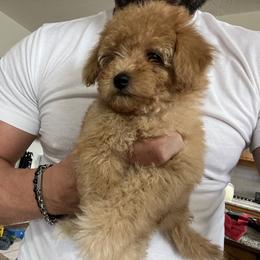 Candi the apricot curious one - Apricot female Poodle puppy in Victorville, California from ItalianToyPoodles