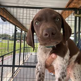 Green - Liver roan male German Shorthaired Pointer puppy in Newton Grove, North Carolina from Wayalife Labradors & Gsp’s