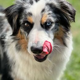 Sparkles - Miniature Australian Shepherd