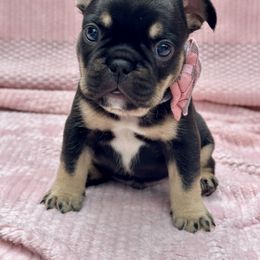 Chariot - Black and tan male French Bulldog puppy in Rockville, Indiana from Blaze Of Glory Bostons & Frenchies