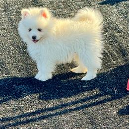 White female - White female Pomsky puppy in Lemon Cove, California from Magic Ranch Mini Aussies