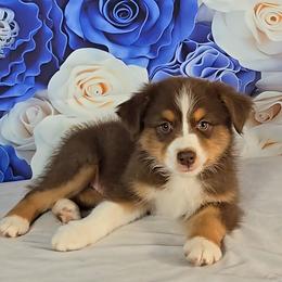 Australian Shepherd Puppies from Winsome Aussies
