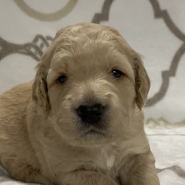 Goldendoodle Puppies from BB Doodles