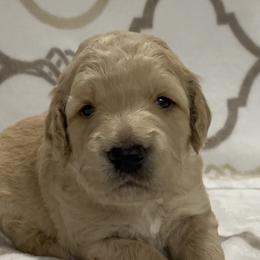 Goldendoodle Puppies from BB Doodles