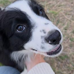 Diego - Black & white male Miniature Australian Shepherd puppy in Leonard, Texas from Tin Roof Aussies