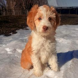 Red-white male - Red & white male Miniature Australian Shepherd puppy in Burke, South Dakota from Triple J Aussies SD