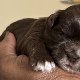 Maltese, Pomeranian, Shih Tzu, and Yorkshire Terrier Puppies from Gibbs Gorgeous Paws LLC