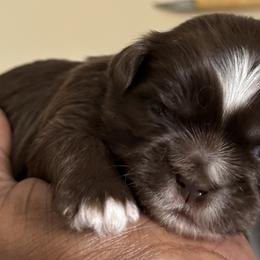 Maltese, Pomeranian, Shih Tzu, and Yorkshire Terrier Puppies from Gibbs Gorgeous Paws LLC