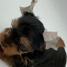 Girl 1 - Blue and gold Yorkshire Terrier puppy in Alburnett, Iowa from Hobbs Shire Yorkies