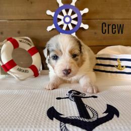 Crew - Blue merle male Australian Shepherd puppy in Kearney, Nebraska from Helix Aussies