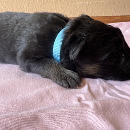 Light blue female - Black and tan female German Shepherd puppy in Jennings, Kansas from Lost Creek German Shepherds LLC