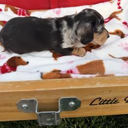 Dapple shorthair male - Dapple male Dachshund puppy in Manteca, California from Sweet and Low Dachshunds