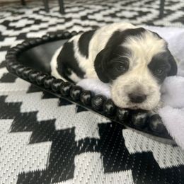 Pumpkin - Black and white female English Springer Spaniel puppy in Swainsboro, Georgia from Sweet Georgia Springers