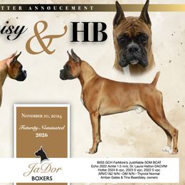 Boxer puppies from JaDor Boxers