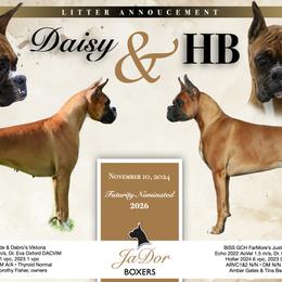 Boxer puppies from JaDor Boxers