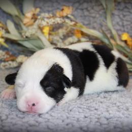 French Bulldog and Pembroke Welsh Corgi Puppies from Laurel Canyon Kennels
