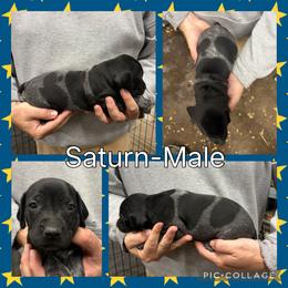 Saturn - Black roan male German Shorthaired Pointer puppy in Pierz, Minnesota from RFP Pointers German Shorthaired Pointers