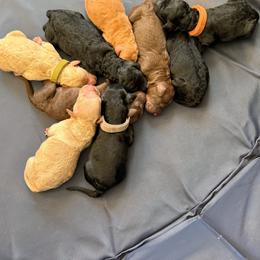 Girl 4 - Brown female Poodle puppy in Fairfield, North Carolina from Leaning T Ranch