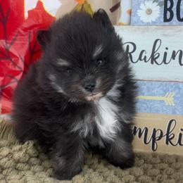 AKC Jamie - Black and tan male Pomeranian puppy in Byron, Georgia from Tracys Pom Palace