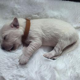 Baby boy Brown - Light golden male Golden Retriever puppy in Clarksville, Tennessee from 255 Goldens