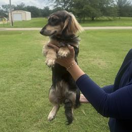 Dachshund All Grown Up from CBL Doxies