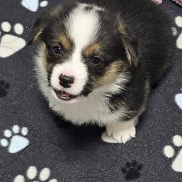 ARLO - Black and tan male Pembroke Welsh Corgi puppy in Walker, Iowa from Double K Corgis