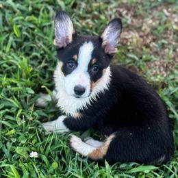 Cookie - Black and white female American Corgi puppy in Nortonville, Kansas from Low Riders Corgis & Mini Aussies