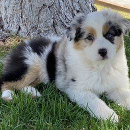 Australian Shepherd Puppies from Country Oaks Farm