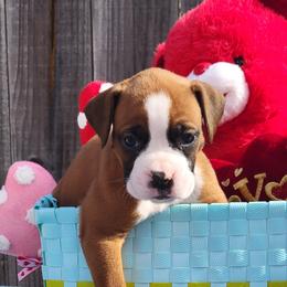 Boxers from Cerise's Boxers