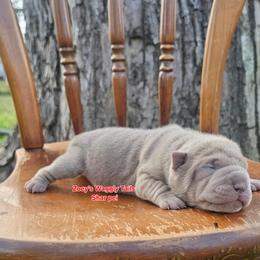 Leonard - Lilac dilute male Chinese Shar-Pei puppy in Minden, Louisiana from Zoey's Waggly Tails