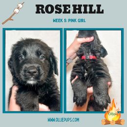 Rose Hill - female Golden Mountain Dog puppy in Boiling Springs, South Carolina from OlliePups, LLC