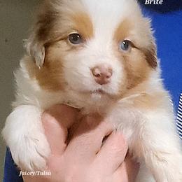 Brite - Red merle female Australian Shepherd puppy in Elk Creek, Missouri from Hearts on Fire Australian Shepherds