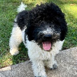 Goldendoodle and Poodle Puppies from SnickerDoodlePups