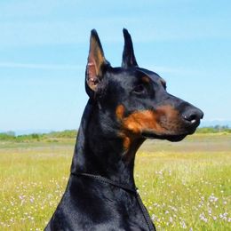 Gaia - Doberman Pinscher