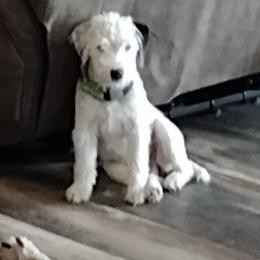 Dharma - Parson Russell Terrier