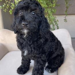 Cypress - Black female Bernedoodle puppy in Superior, Arizona from Mountain Bridge Doodles