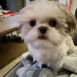 Maya - Liver and white female Shih Tzu puppy in Springboro, Ohio from Shih Tzus of Springboro LLC.