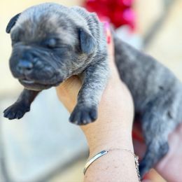 Alfalfa-black - Brindle male Companion Cross puppy in Calimesa, California from BoujeePoodlesofsocal