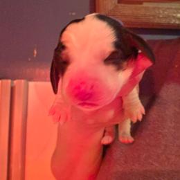 Blue - Black brown and white male Basset Hound puppy in Russellville, Kentucky from Morse's Basset Hounds