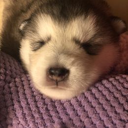 Alaskan Malamute Puppies from Sigma Alaskan Malamutes