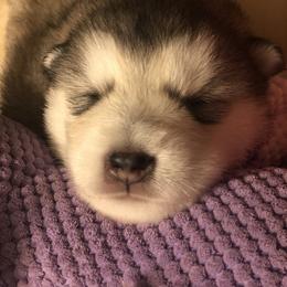 Alaskan Malamute Puppies from Sigma Alaskan Malamutes