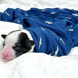 Aussiedoodle Puppies from Ever After Mini Doodles