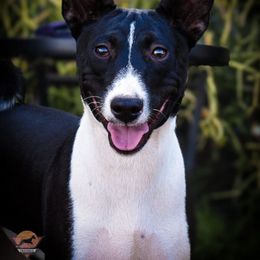Olaf - Black and white male Basenji puppy in San Diego, California from Triforce Basenjis